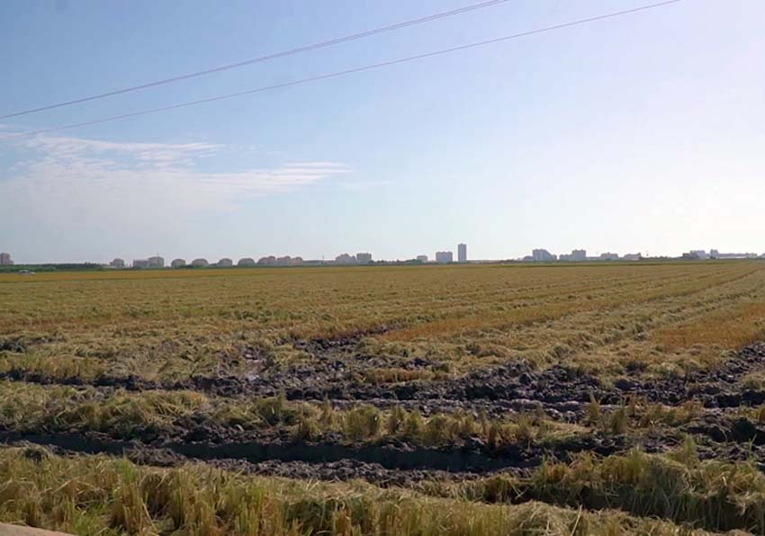 Vista paisaje de huerta